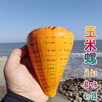 Natural conch shell Corn snail specimen snail gift fish tank decoration floor decoration Lucky home decoration ornaments