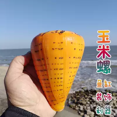 Natural conch shell corn snail specimen snail gift fish tank decoration platform decoration Zhaocai home decoration ornaments