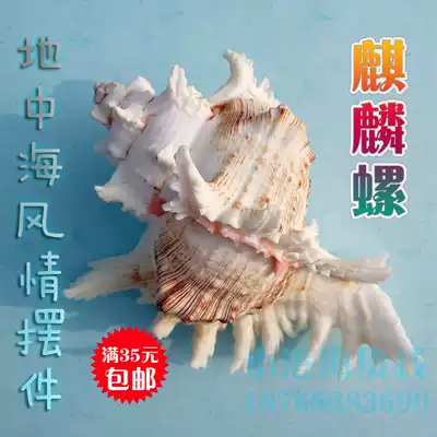 Natural conch shell unicorn snail gift Mediterranean style gift creative home decoration decoration wedding gift