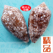 Natural conch shell vase snail fish tank Aquarium landscaping Mediterranean style decorative ornaments Gift gifts