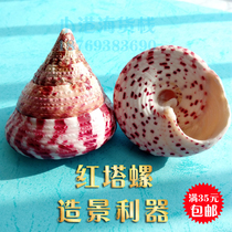 Natural conch shell Red tower snail fish tank Landscaping aquarium decoration Mediterranean style creative lucky ornaments