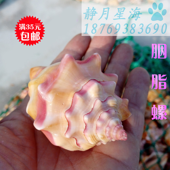 Natural sea snail shells Grease Snail Gift property Residence Wedding Gift house Wedding Gift Home Residence Decorative fish tank Aquarium Building-Taobao