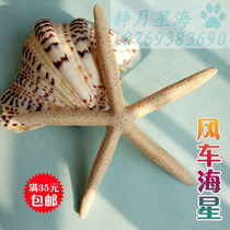 Natural conch shell starfish gift Mediterranean style gift Creative home decoration ornament Wedding gift