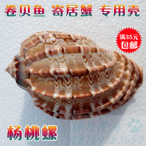 Natural conch shell Carambola snail shellfish Hermit crab special shell Creative fish tank Aquarium landscaping fleshy basin