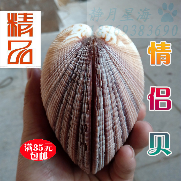 Natural conch shell couple shellfish gifts lucky town house wedding gift creative Mediterranean style home decoration