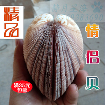 Natural conch shell couple shell gift lucky town house wedding gift creative Mediterranean style home decoration