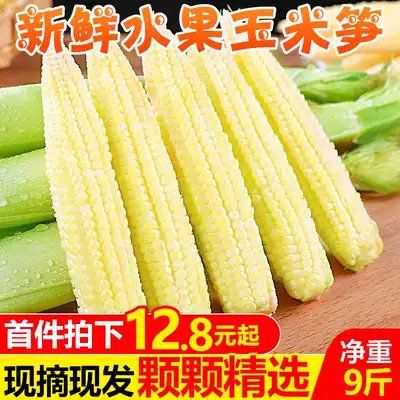 Fresh sweet corn bamboo shoots 9kg small corncob vegetables mini tender corn cob fruit corn wholesale 5