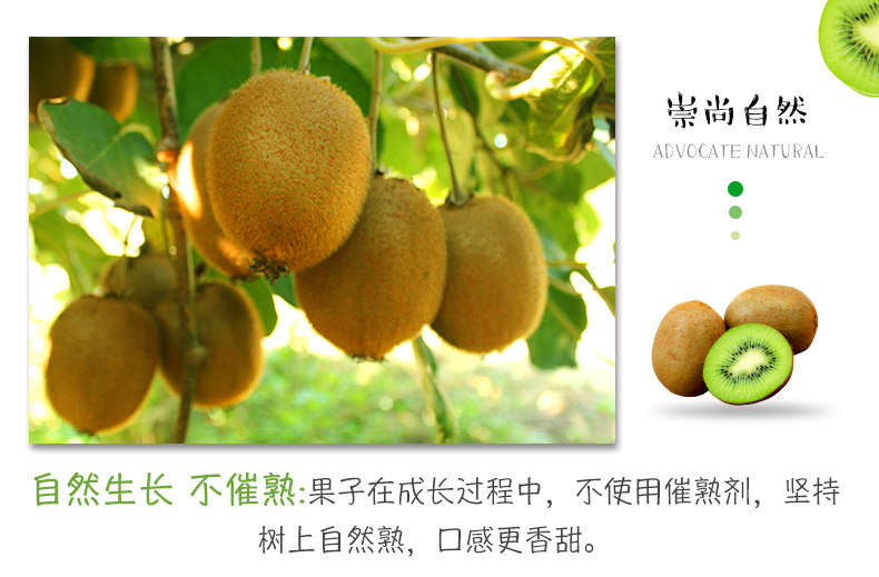 正宗周至猕猴桃，郑州猕猴桃团购批发商家插图5