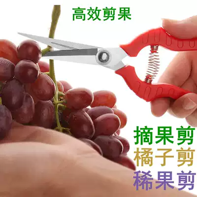Citrus seed repair flower dilute fruit picking grape shears Pruning shears horticultural fruit picking bud scissors Fruit and vegetable scissors