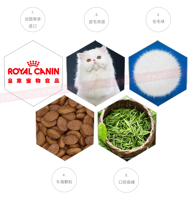 Tại chỗ! Vật nuôi thiên thần | Pháp nhập khẩu Royal Royal Cat Food Thức ăn cho mèo Ba Tư P30 2kg - Cat Staples hạt nutrience