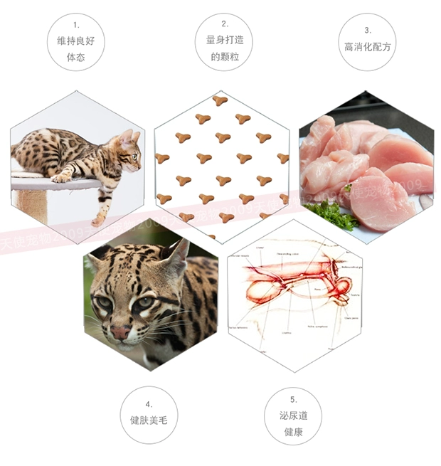 Spot ~ Đài Loan được Pháp cấp phép nhập khẩu nguyên bản gốc mèo Royal Leopard đặc biệt ngắn B40 vào thức ăn cho mèo 2kg - Cat Staples hạt thức ăn cho mèo