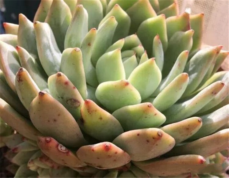 多肉葉片上的粉粉 如果掉了還能再生嗎 淘寶海外