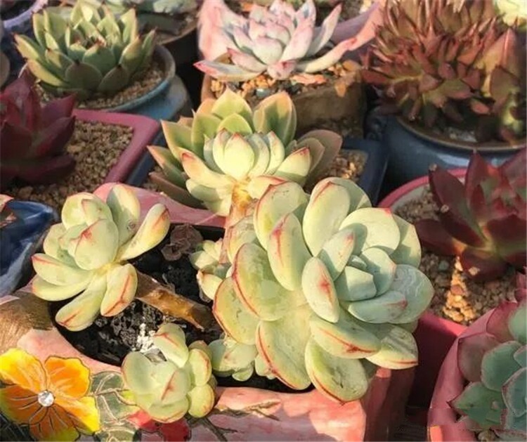 多肉葉子透明是黑腐化水的表現 教你處理 淘寶海外