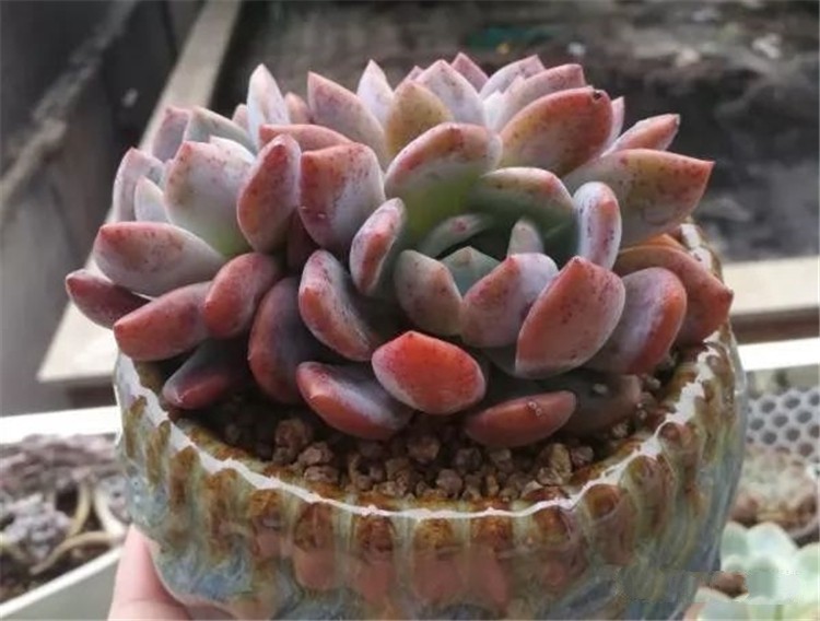 学上这几个养护常识 多肉叶片沾土就能活 趣值买