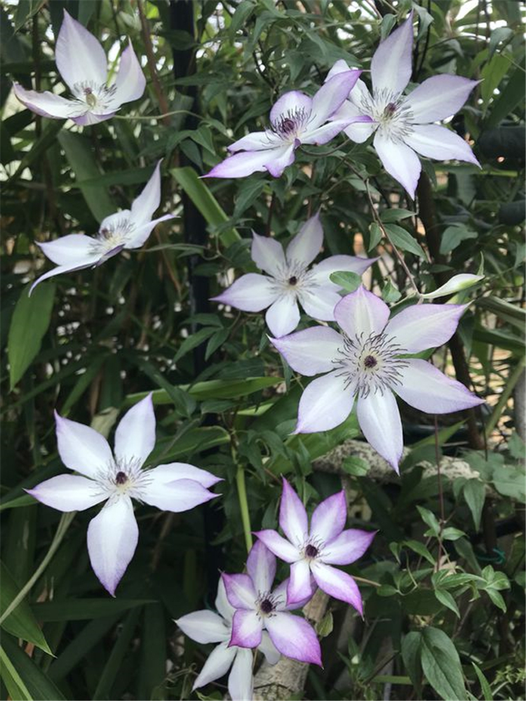 鐵線蓮這種病要防 不然波及花園其他植物 淘寶海外 鐵線蓮這種病要防 不然波及花園其他植物 淘寶海外
