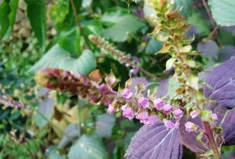 在家種菜選什麼 小小的紫蘇還挺好 淘寶海外 在家種菜選什麼 小小的紫蘇還挺好 淘寶海外