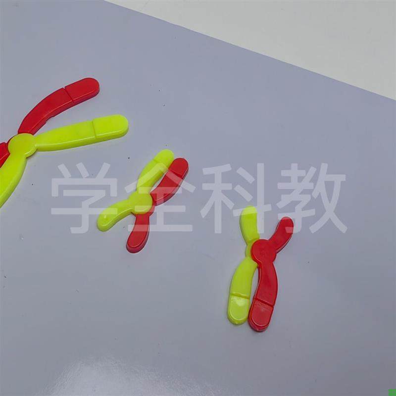 Model Components for Chromosome Changes during Meiosis, Magnetic Stickers, High School Biology Experiment Equipment for Teaching