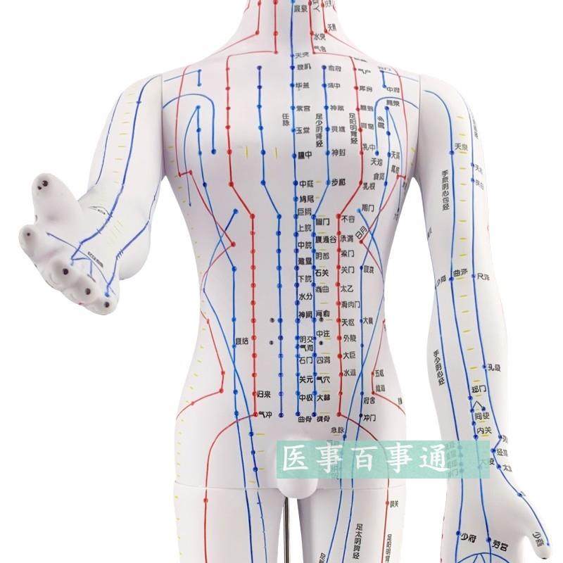 Meridian Large Size A60Cm Human Acupoint Model Human Meridian Mold Human Acupuncture Model Twelve Meridians