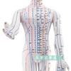 Meridian Large Size A60Cm Human Acupoint Model Human Meridian Mold Human Acupuncture Model Twelve Meridians