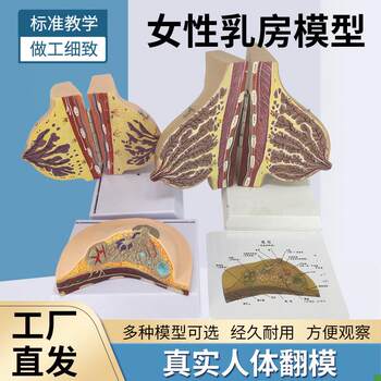 Female lactation breast model breast anatomy z breast model maternal and infant care confinement nanny training model