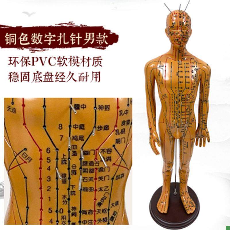 Traditional Chinese Medicine Acupuncture Human Body Acupuncture Point Twelve Meridian Model Small Mannequin for Practicing Acupuncture on the Whole Body