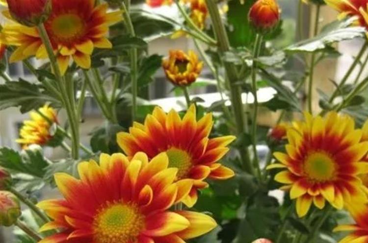 養花選夏菊 簡單好打理 一夏花開不斷 淘寶海外 養花選夏菊 簡單好打理 一夏花開不斷 淘寶海外