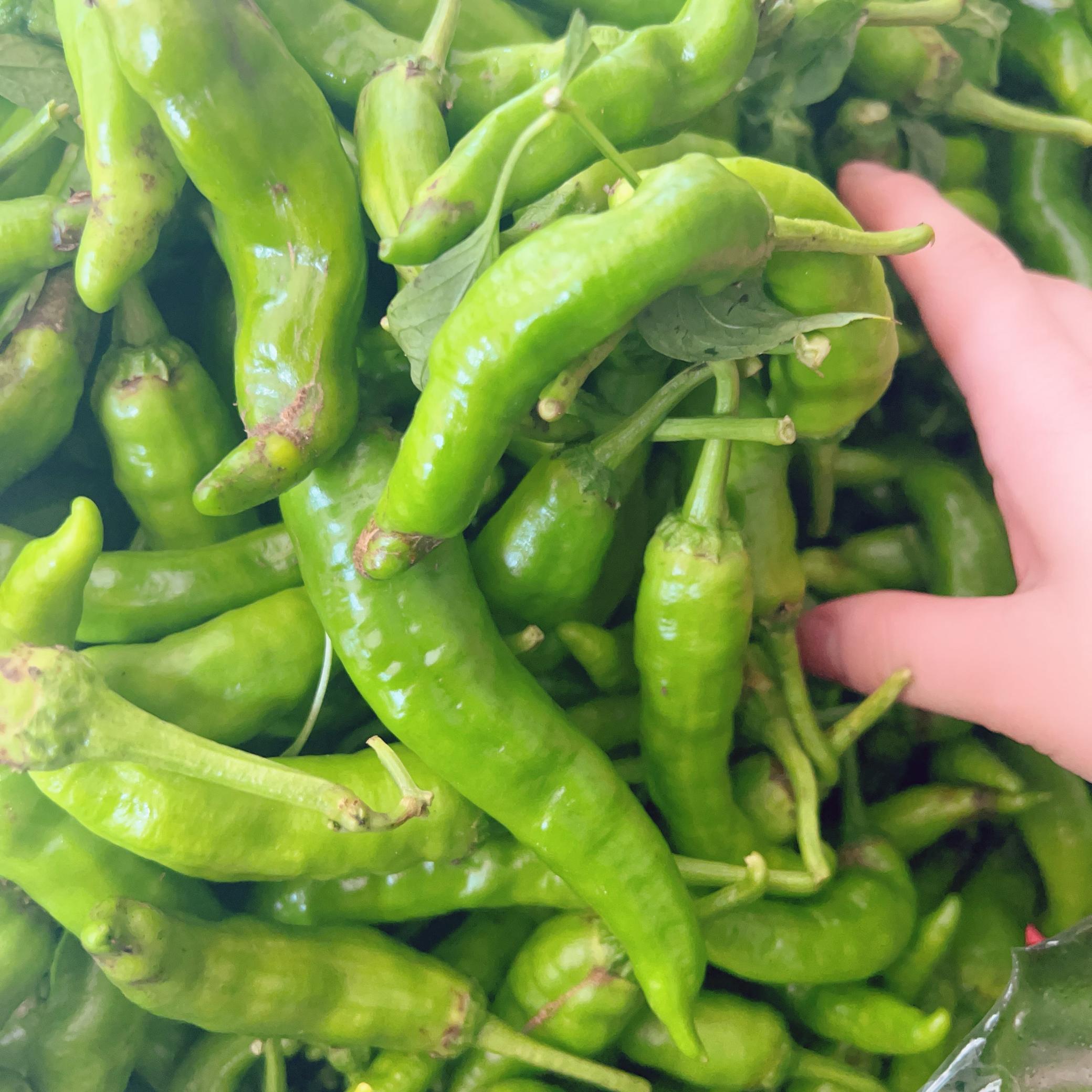 湖北白豇豆：长在地里的鲜美密码