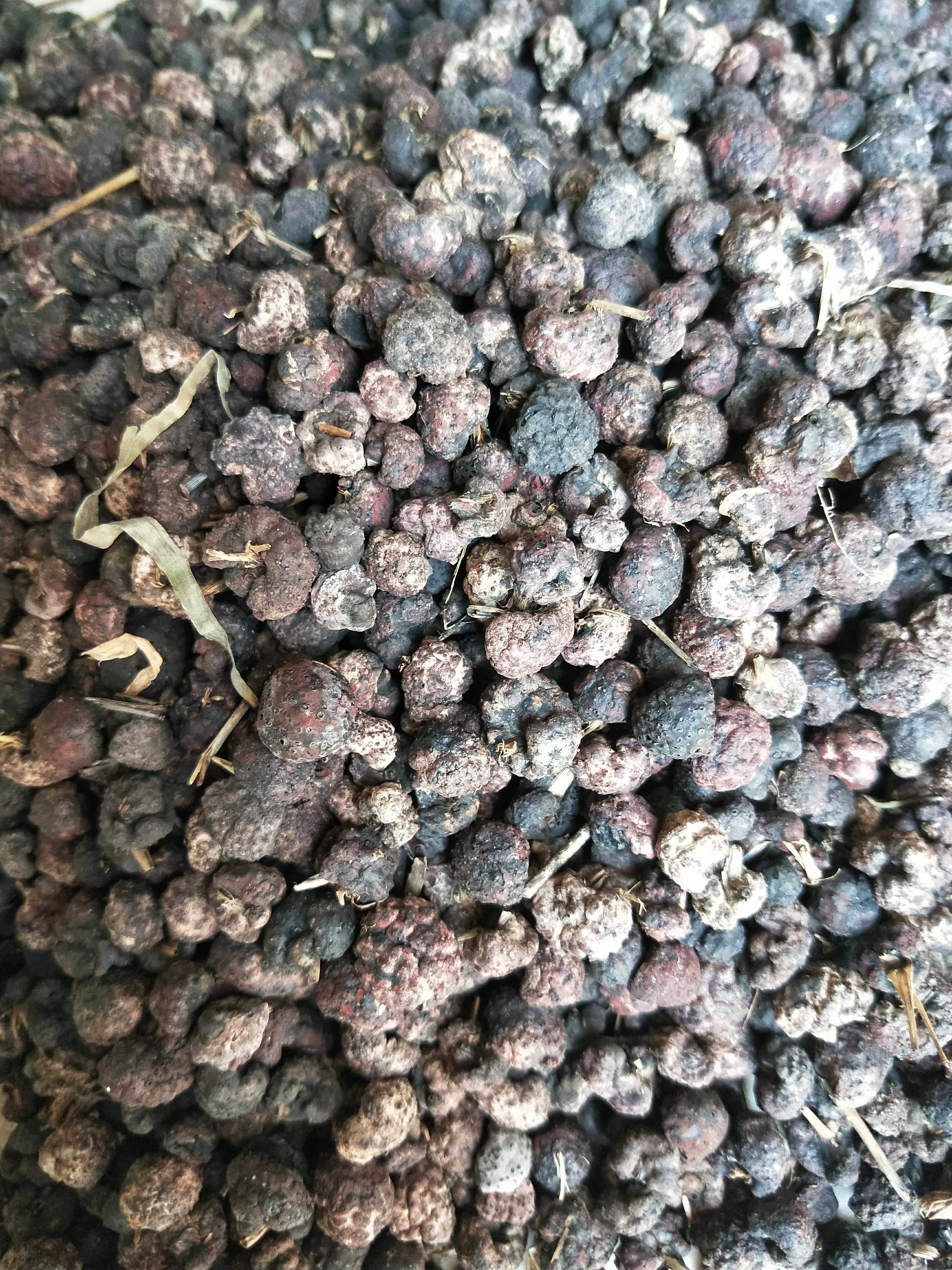 Friend of Purple Snow Lingzhi Wild Bamboo Red Bacteria