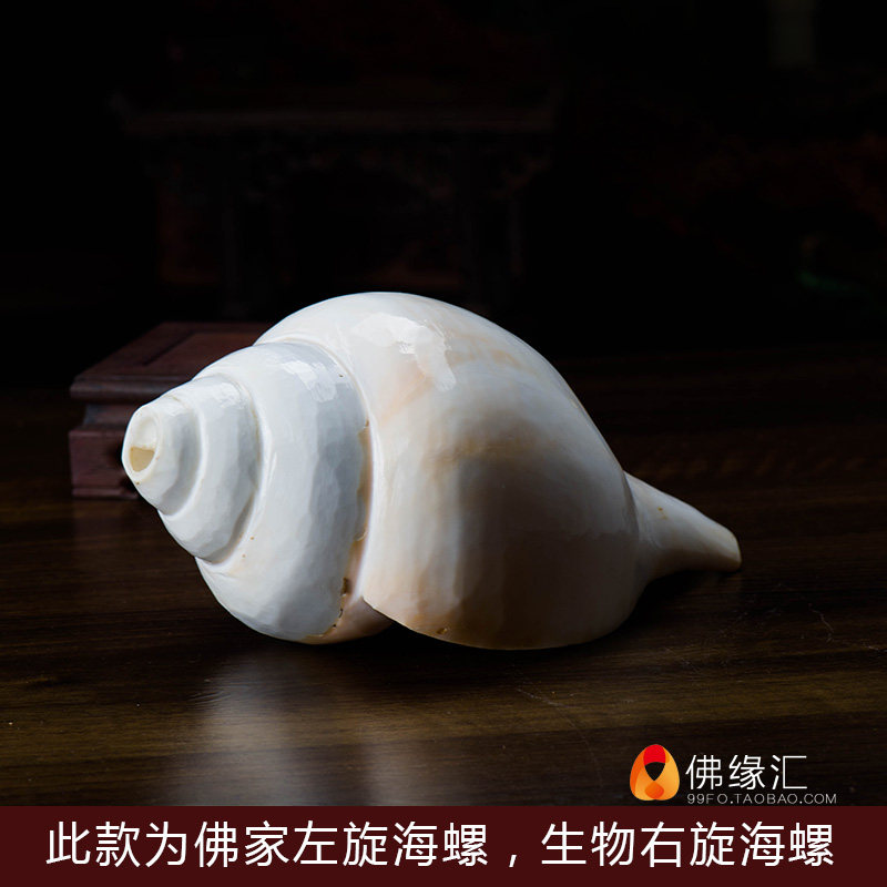 High-end Nepalese import Buddha's home eight for levoo-bio-right-handed sea snail natural sea snail home dedicated to the pendulum-Taobao