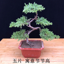 Welcome Guest Pine Bonsai Genuine Tree Green Plant Potted Room All Four Seasons Evergreen Tabletop Decorations for Cypress Trees