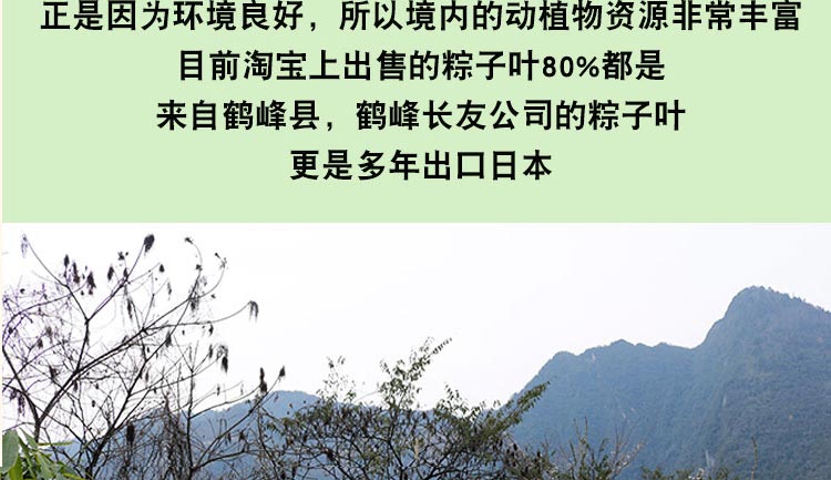 野生箬竹家用新鲜大号粽叶