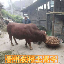 Guizhou Zunyi Rural scattered and cultivated arable land Yellow Niu buffalo beef beef fresh beef steak