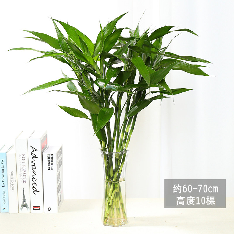 御春阁 四季青 富贵转运竹 10支装 天猫优惠券折后￥7.8包邮（￥8.8-1）