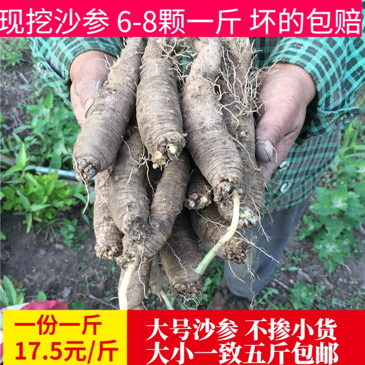 Fresh Northeast Sand Ginseng Wild Mountain Carrot Wheel Leaf Party Ginseng Mountain Melon Korean Kimchi 5 kg