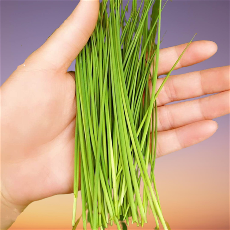 Freshly Picked Wild Bamboo Shoots, Fresh Bamboo Core, Tender Bamboo Shoots, Dried Bamboo Core, Bamboo Roll Core, Chinese Herbal Tea