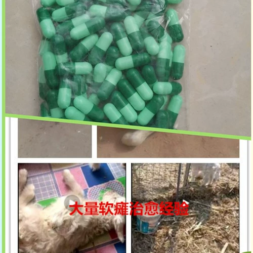 Мягкая парализованная капсула болезнь ягненка, кризисная первая помощь, паралич, паралич, ходьба, нестабильная, нестабильная, не употребляя молоко и свободу