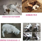 Мягкая парализованная капсула болезнь ягненка, кризисная первая помощь, паралич, паралич, ходьба, нестабильная, нестабильная, не употребляя молоко и свободу