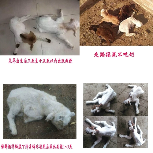 Мягкая парализованная капсула болезнь ягненка, кризисная первая помощь, паралич, паралич, ходьба, нестабильная, нестабильная, не употребляя молоко и свободу