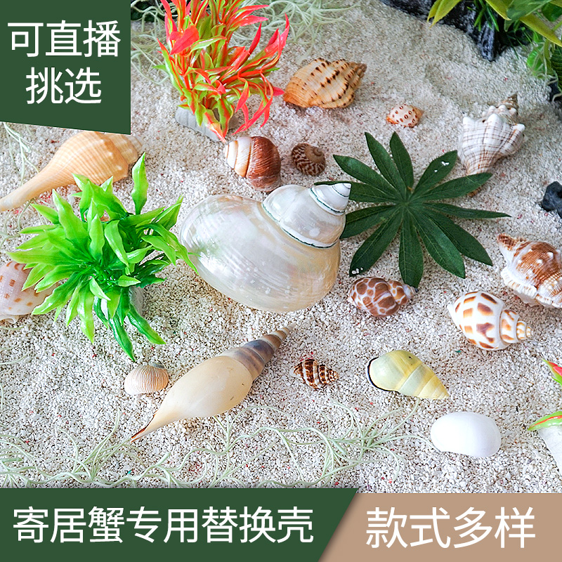 Natural sea snail special replacement shell Scape Decoration Roll Befish Fish Tank Shell Decorations Sustena Crab House Spare
