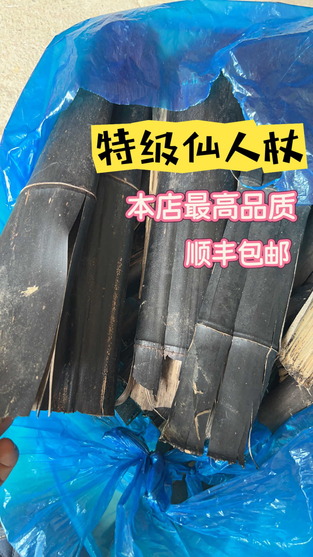 仙人杖- Top 100件仙人杖- 2026年5月更新- Taobao