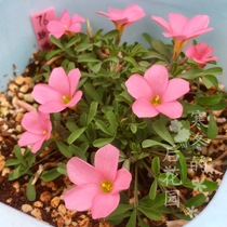 酢浆草 玫瑰酒窝 Oxalis rose dimple 秋植 多年生 球根植物