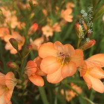 P橙 大花鸢尾 鸢尾兰 Tritonia parvula 秋植 鸢尾科 多年生 球根