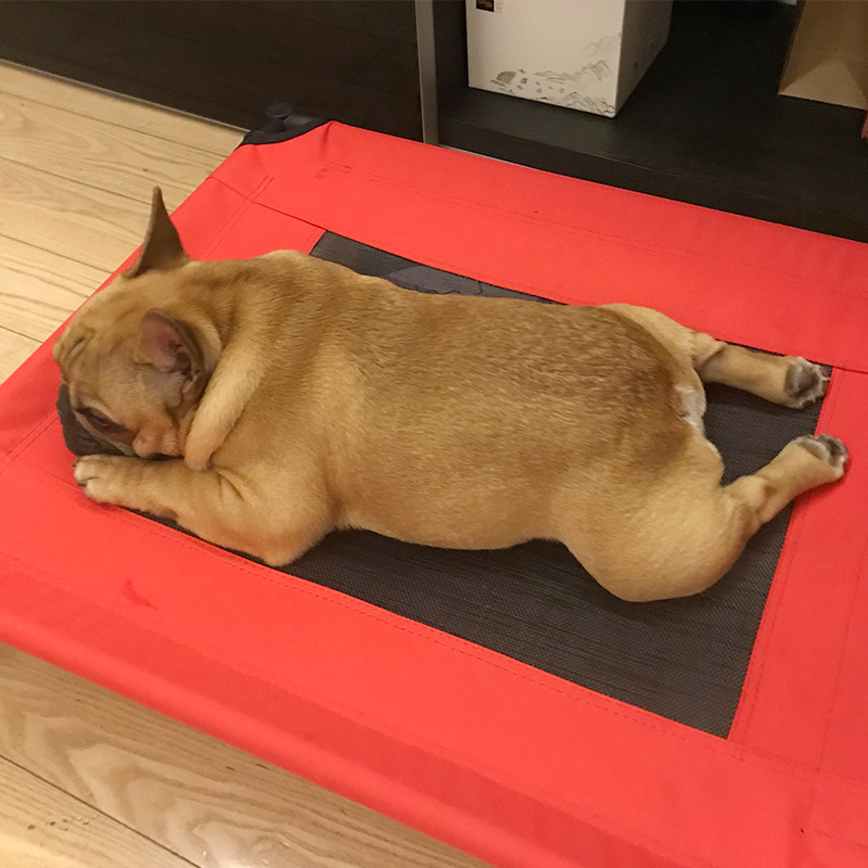 Dog Walking Army Bed Cat Dog Pets Mid Size Small Dog Dog Bed Golden Fur Dog Nest All Season Universal Summer Dog Cool