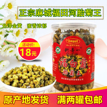 Macheng chrysanthemum fetal chrysanthemum king Fu white chrysanthemum Hubei Macheng specialty novel one-child chrysanthemum king 50g canned