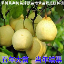 Fruit tree saplings pear saplings grafted seedlings ground planting potted plants courtyard planting early-fruiting red pear saplings Dangshan pear
