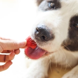 它福 Сублимированные фруктовые и овощные закуски для домашних животных, закуски для собак, овощи, фрукты, клубника, тыквенные зерна, витаминное питание.