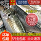 Chaoshan Balang fish, fresh deep-sea caught blue round trevally, seafood, aquatic products, horse mackerel, spiny fish, pond fish, stick fish, sea fish