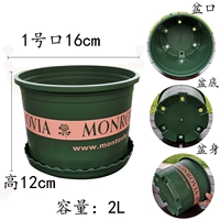 Dwarn Curon № 1 Gato