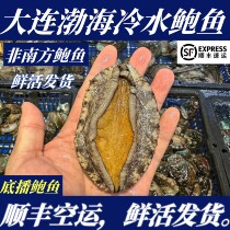 (SF Express) Fresh Abalone Dalian Bottom Abalone Bohai Sea Cold Water Abalone Large Abalone Small Abalone Live Hair