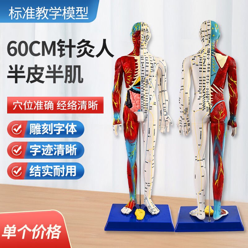 60cm人体半肌肉半经络穴位模型全身解剖模特小皮人硬质人中医手脚
